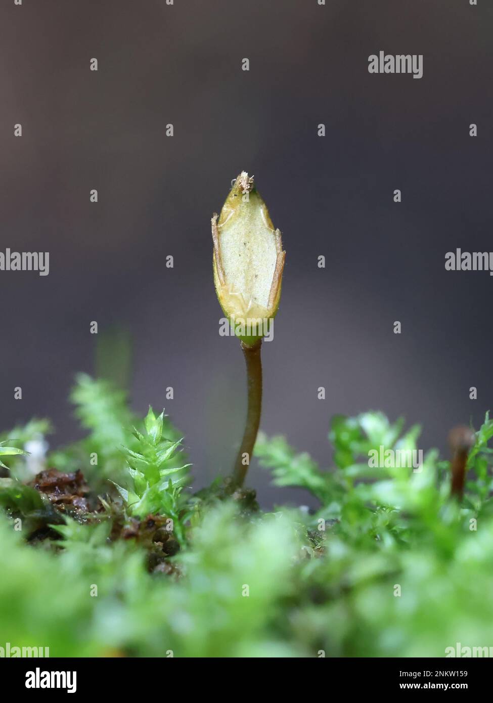 Buxbaumia viridis, gemeinhin als grüner Schildmoss bekannt, fruchtbarer Sporophyte, fotografiert in Finnland Stockfoto