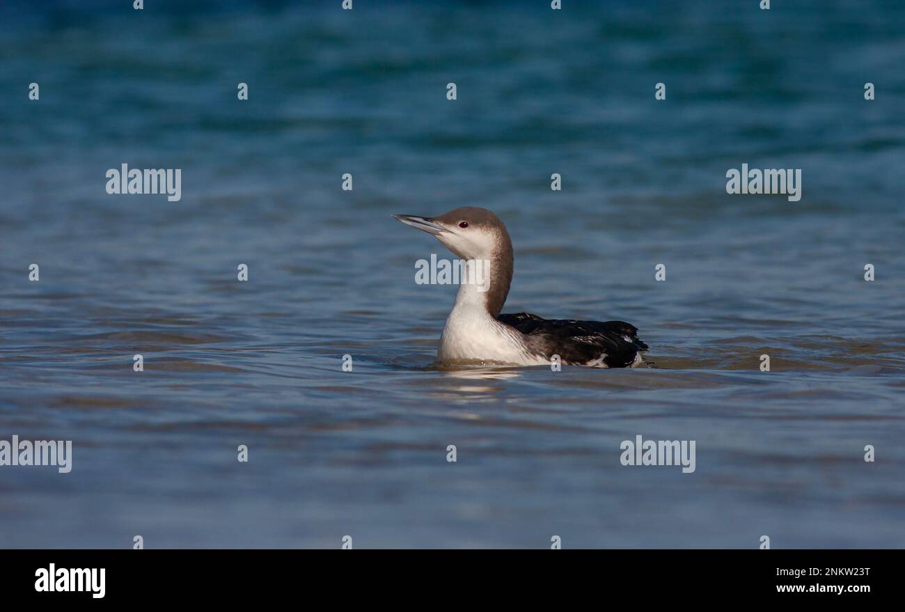 Große Wasservögel in ihrem natürlichen Lebensraum, Schwarzer Kehlkopf, Gavia Arctica Stockfoto