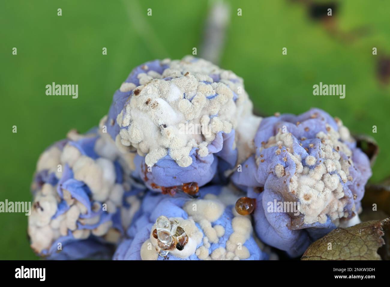 Monilinia fructigena, ein pflanzlicher Erreger, der die Blütenkrankheit der Braunfäule bei Pflaumen verursacht, Prunus domestica subsp. Insitititia Stockfoto