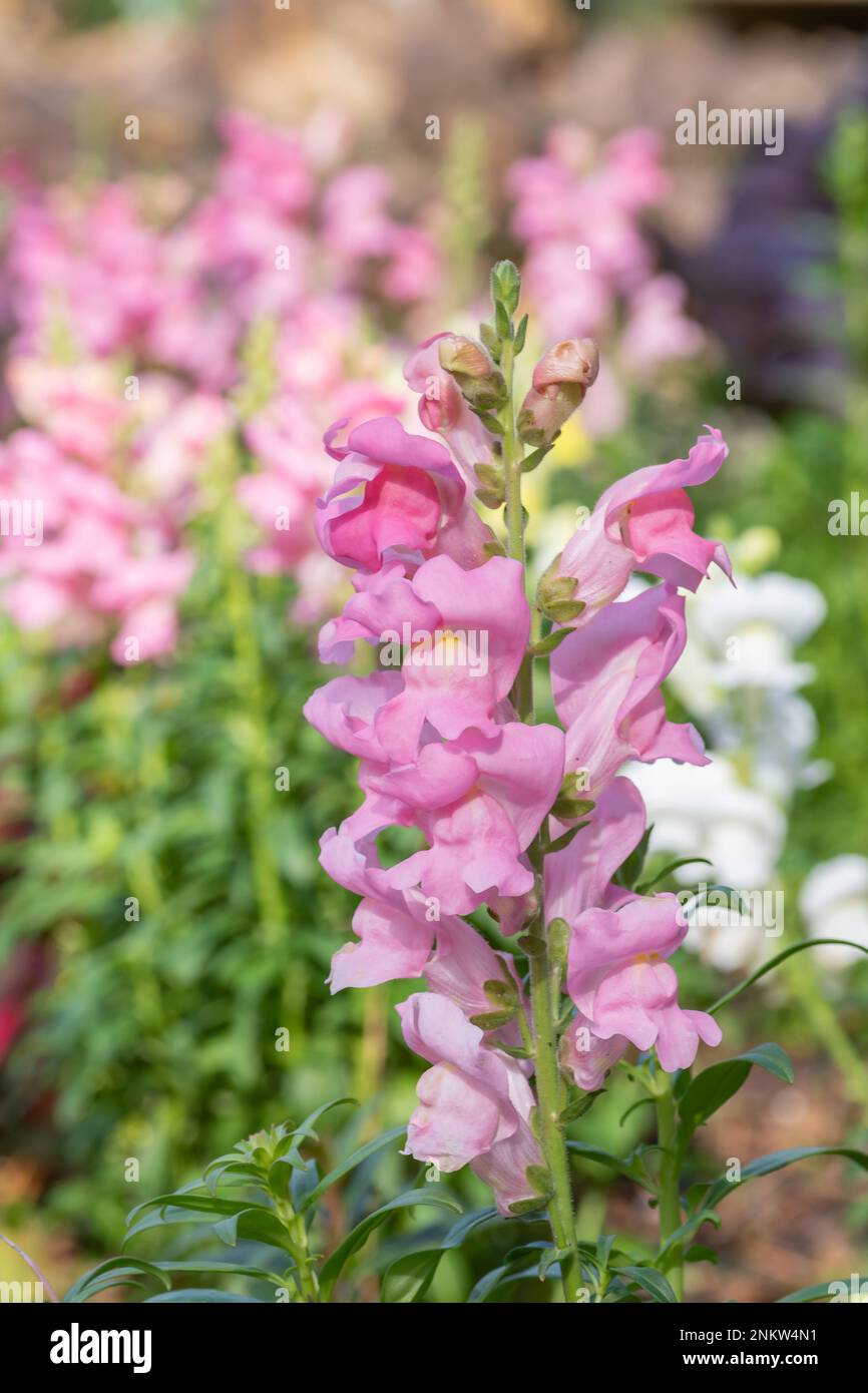 Snapdragons setzen im Frühling in einer Landschaft ein farbenfrohes Statement. Stockfoto