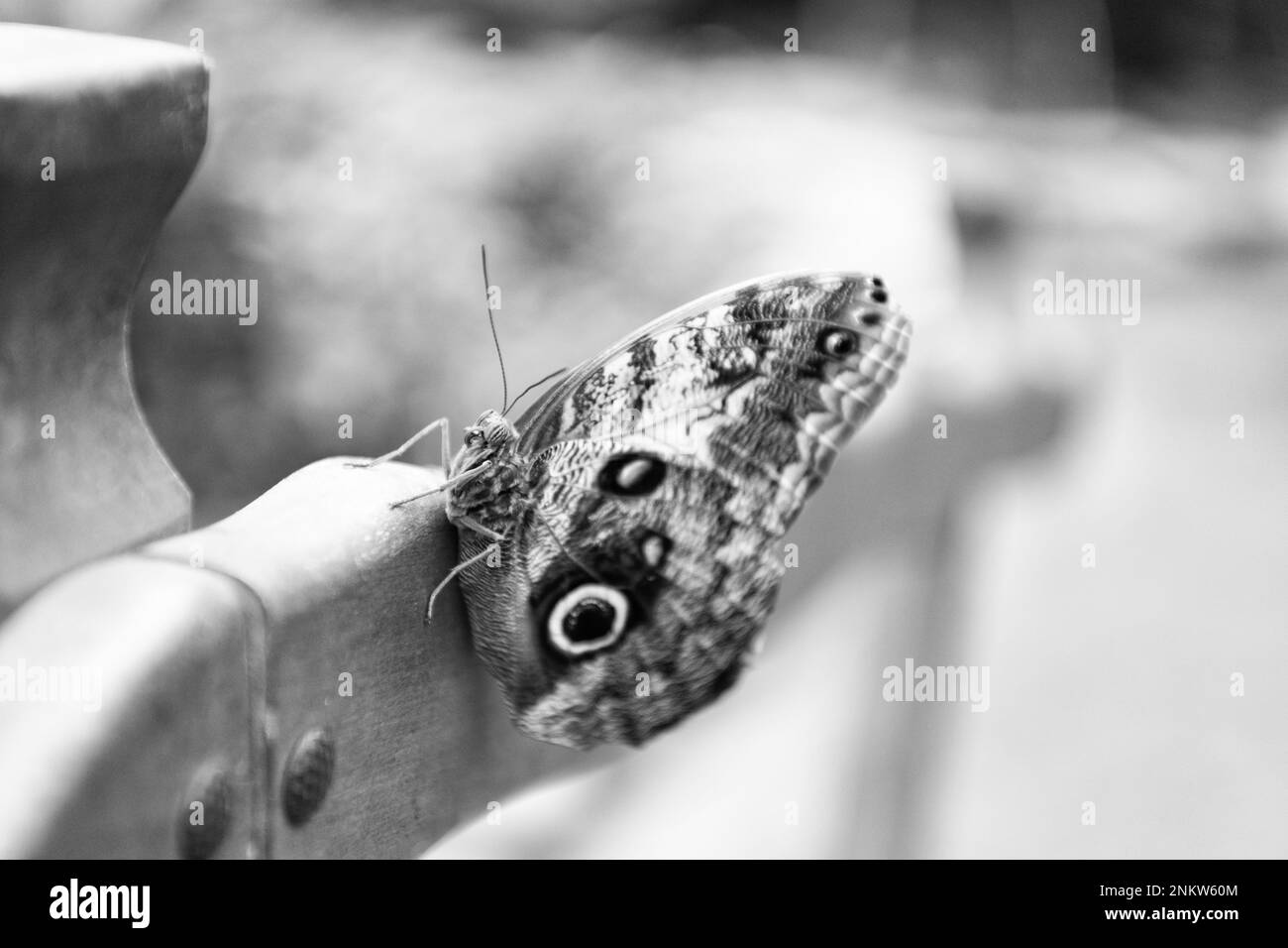 Braun Pfau Schmetterling Sommer geflügelte Insekt lepidoptera sitzt auf verschwommenem Natur natürlichen Hintergrund Stockfoto
