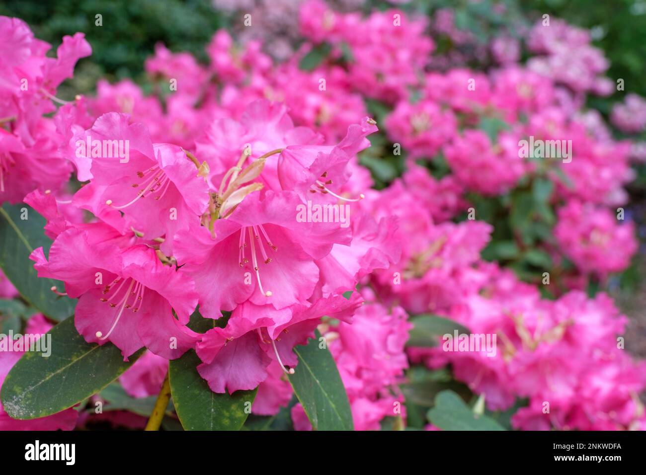 Rhododendron Linda, immergrüner Strauch, glockenförmig, rosa Blumen mit Rüschenrändern Stockfoto