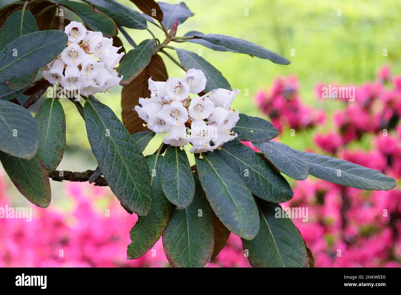 Rhododendron falconeri, der Falconer Rhododendron, Flowers weiß, markanter lila Fleck. Stockfoto