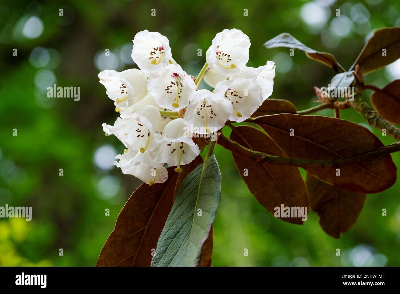 Rhododendron falconeri, der Falconer Rhododendron, Flowers weiß, markanter lila Fleck. Stockfoto