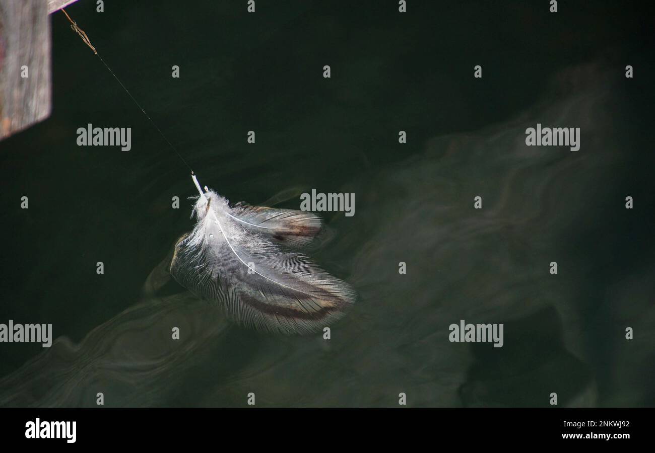 Zarte Pflaumfeder auf Wasseroberfläche vom Spinnenfaden gehalten Stockfoto
