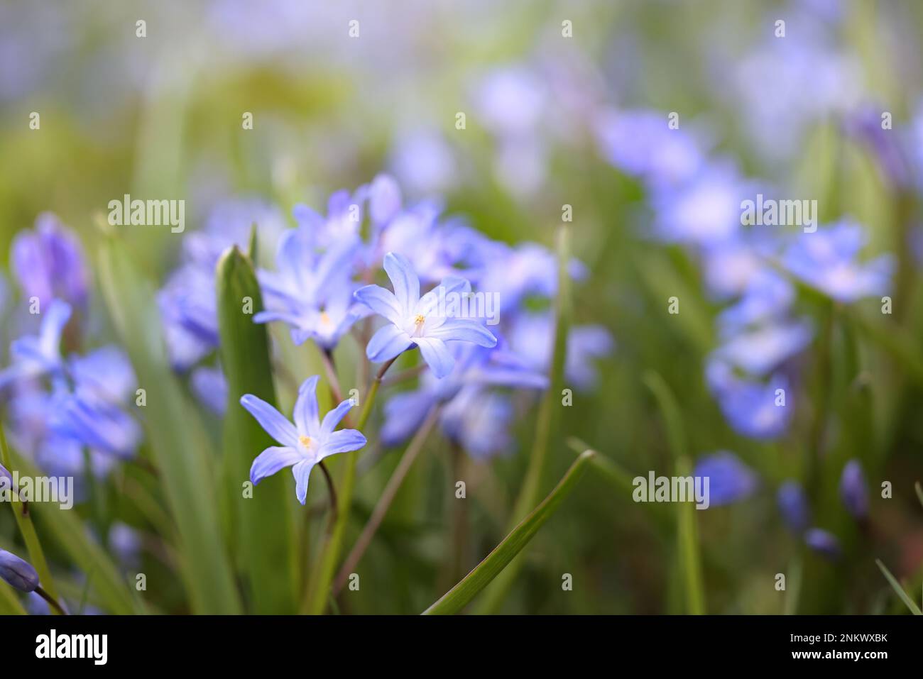 Glory-of-the-Snow, auch blauer Riese genannt, Scilla forbesii, blaue Frühlingsblume aus Finnland Stockfoto