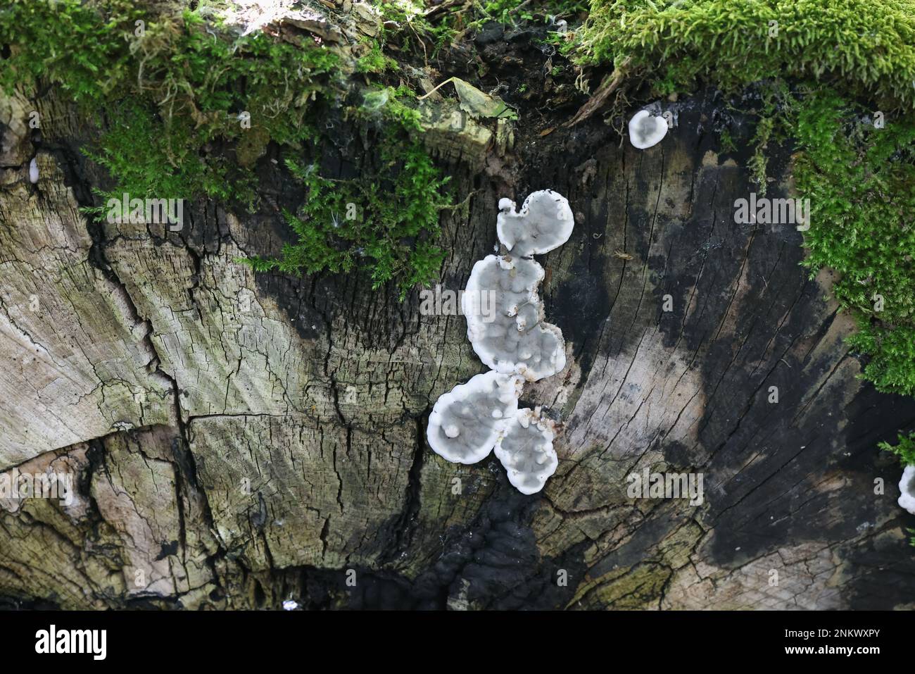 Kretzschmaria deusta, gemeinhin bekannt als Brittle Cinder Pilz, ein wichtiger Erreger von Parkbäumen, Pilz aus Finnland Stockfoto