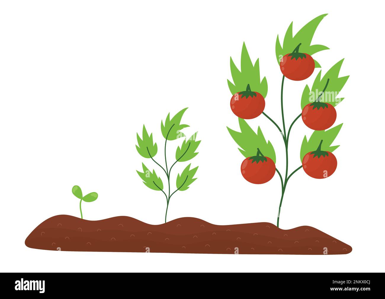 Der Lebenszyklus der Tomate im Cartoon-Stil. Vom Saatgut bis hin zum Anbau ausgewachsener Pflanzen Stock Vektor
