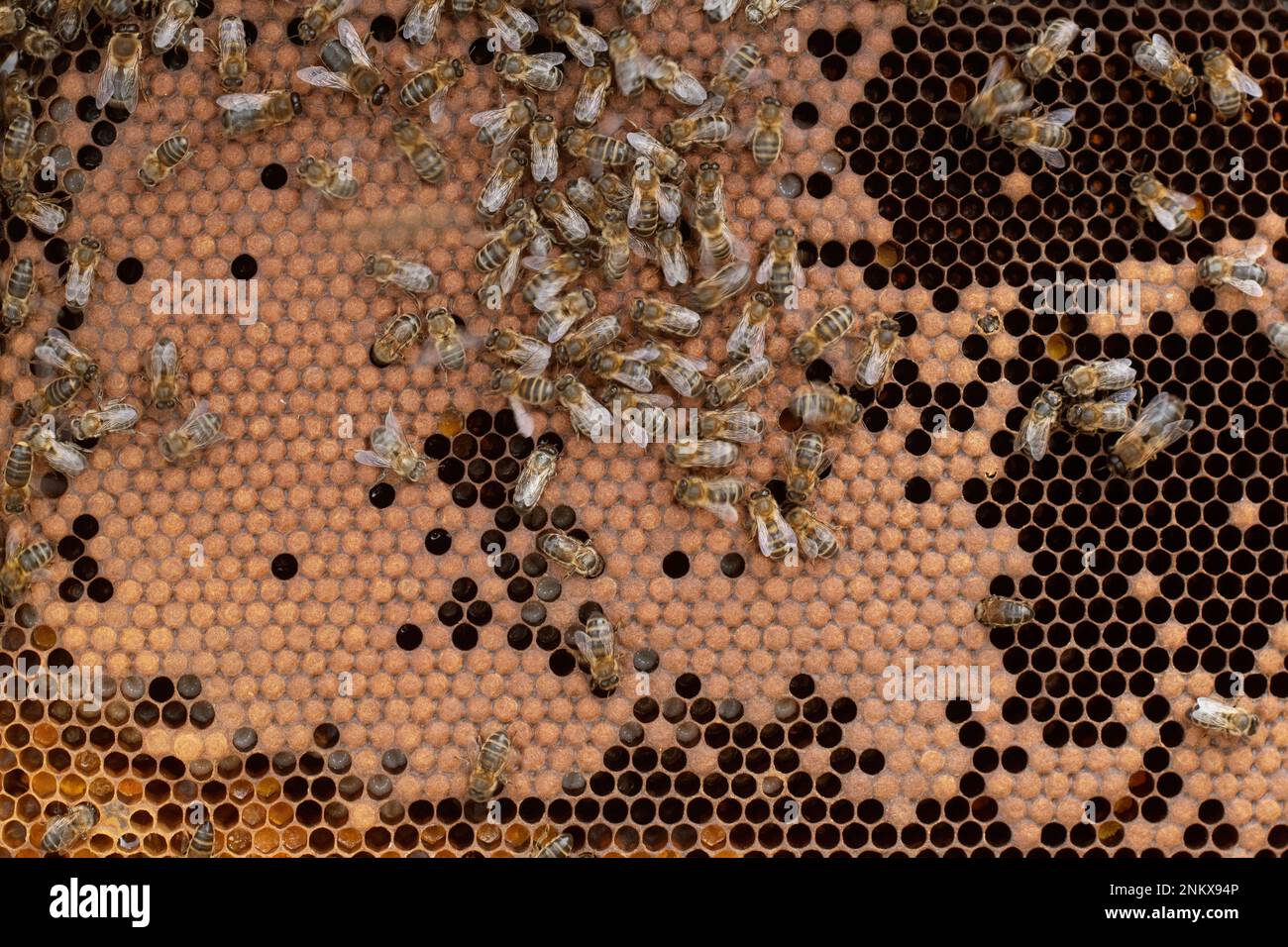 Nahaufnahme eines Arbeiterbienenkamms, der Larvenzellen bildet Stockfoto