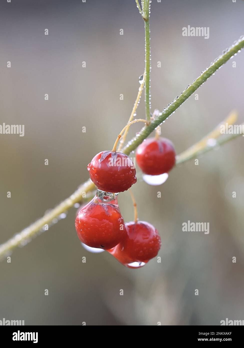 Rote Spargelbeeren, auch als Spargel oder Sperlingsgras bezeichnet Stockfoto