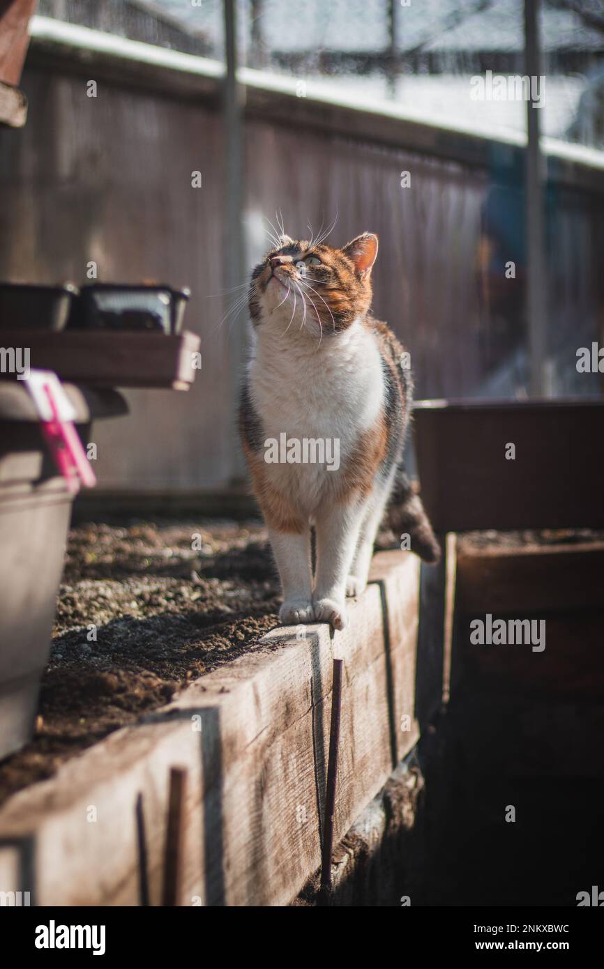 Prinzessin aus dem Reich der Hauskatzen geht auf einem Vorsprung im Gewächshaus und zeigt ihre Koordination und Anmut der Bewegung. Grüne Piercing Eyes Survey t Stockfoto