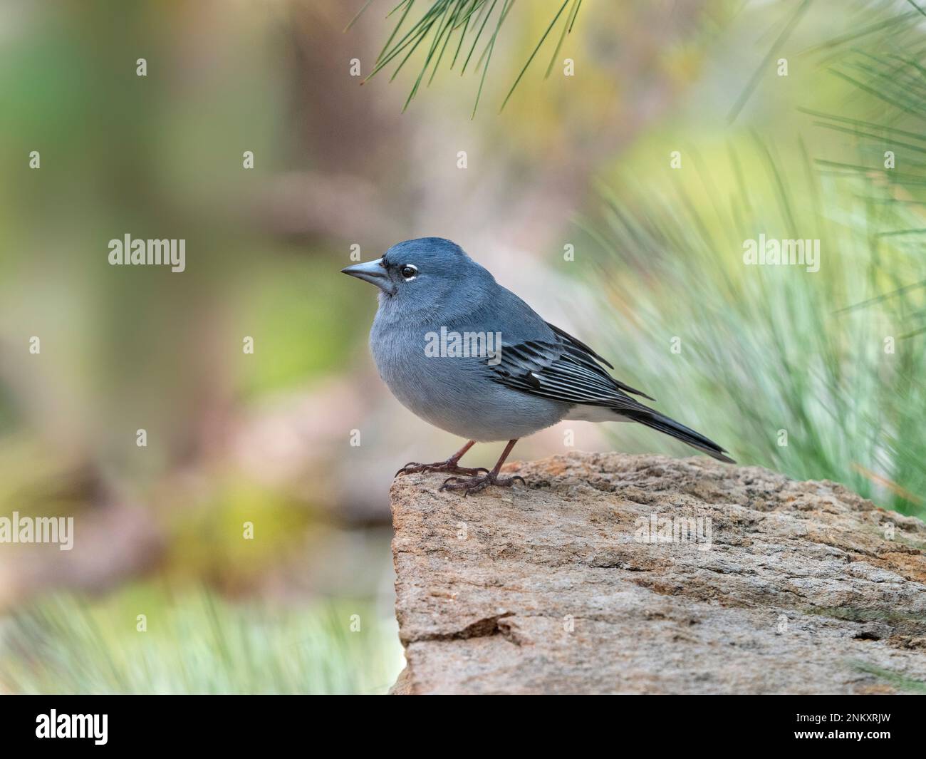 Teneriffa Blue Chaffinch Fringilla teydea Male Mitte Februar Stockfoto