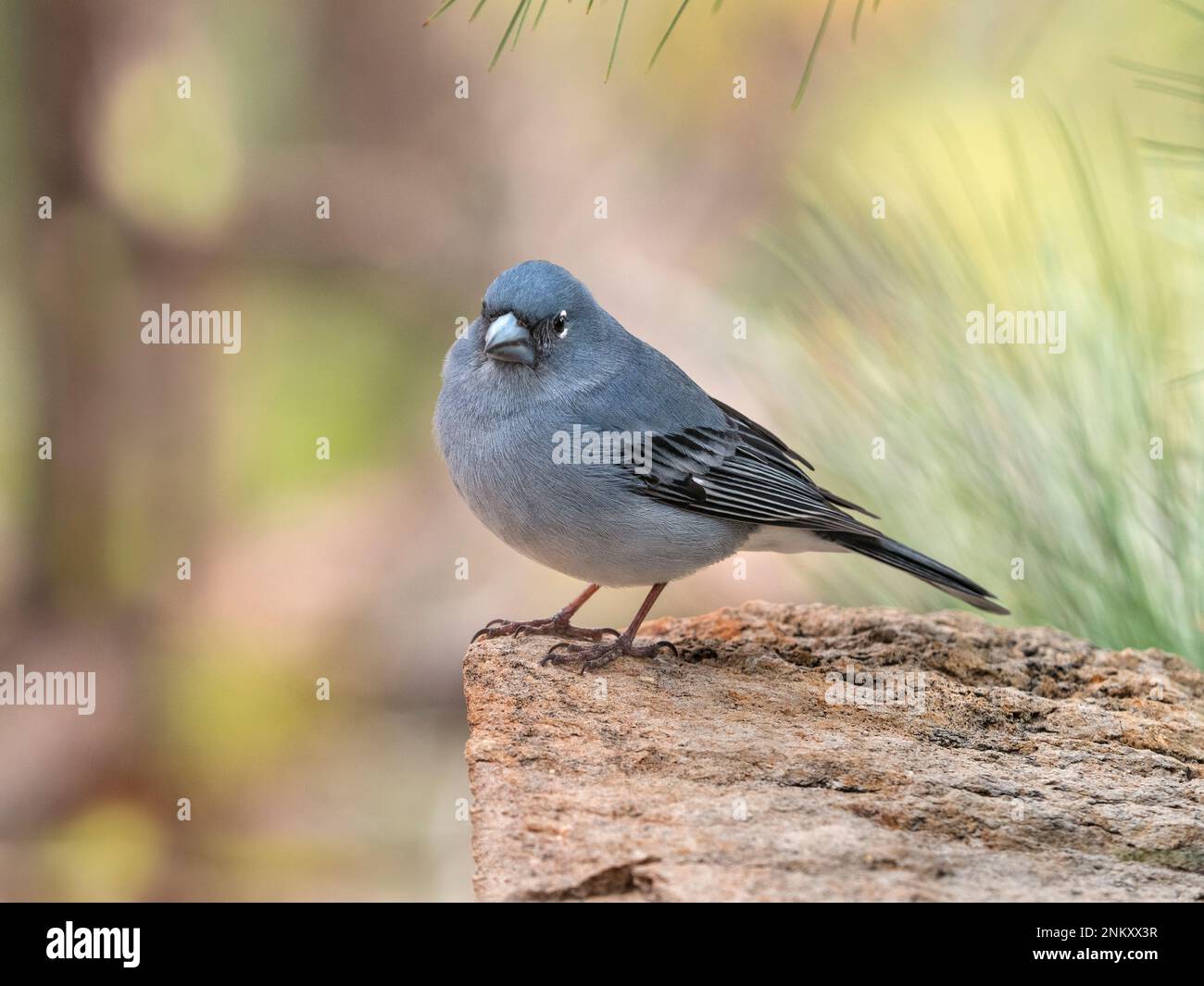 Teneriffa Blue Chaffinch Fringilla teydea Male Mitte Februar Stockfoto