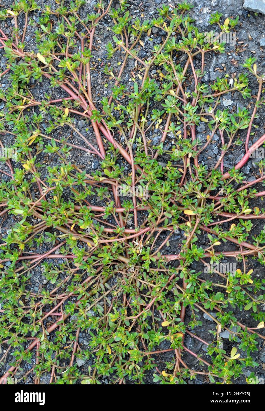 In der Natur, im Boden, wie ein Unkraut Portulaca oleracea (Portulaca oleracea) Stockfoto