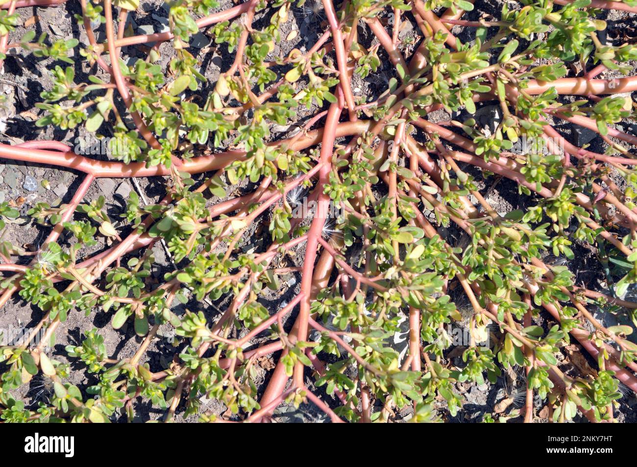In der Natur, im Boden, wie ein Unkraut Portulaca oleracea (Portulaca oleracea) Stockfoto