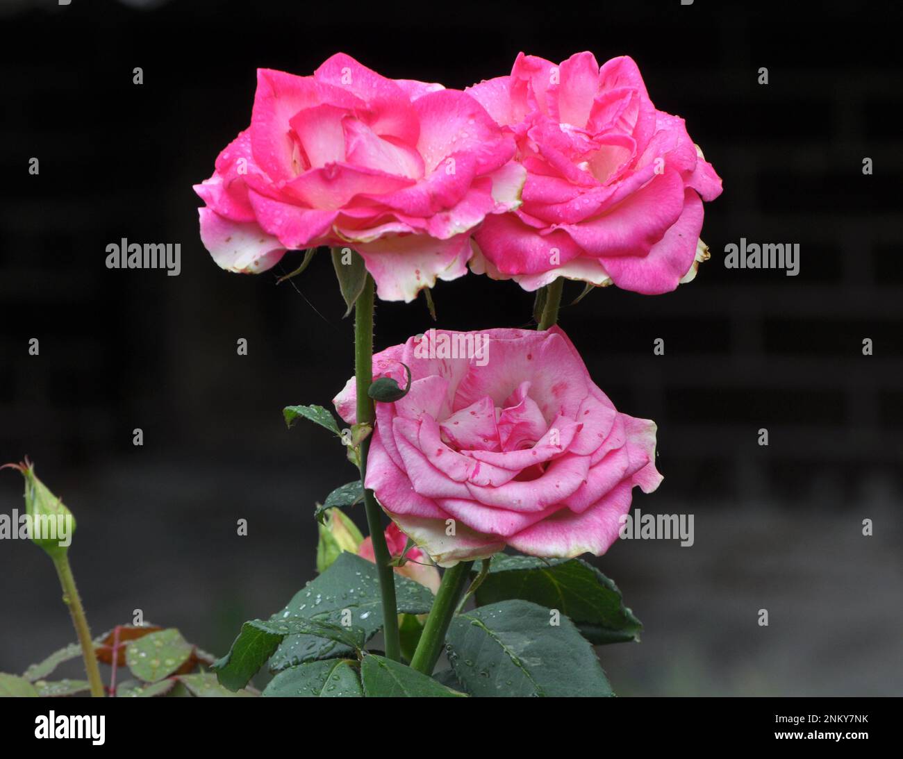 Im Sommer blühen Rosen im Garten. Stockfoto