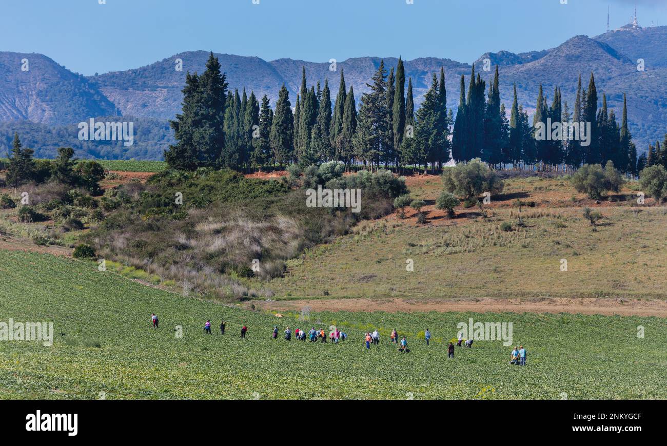 In der Nähe von Churriana, Provinz Malaga, Andalusien, Südspanien. Landwirtschaft. Tagarbeiter ernten Getreide. Stockfoto