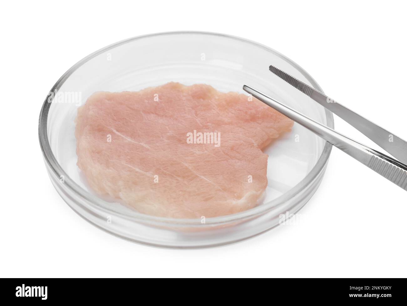 Petrischale mit rohem Zuchtfleisch und Pinzette auf weißem Hintergrund Stockfoto