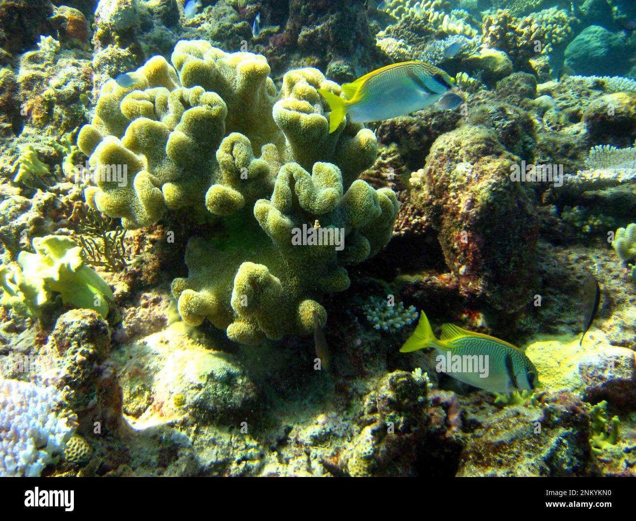 Der gezackte Spinefoot oder der gezackte Hasenfisch (Siganus doliatus) am Great Barrier Reef, Australien ca. 27. Februar 2014 Stockfoto