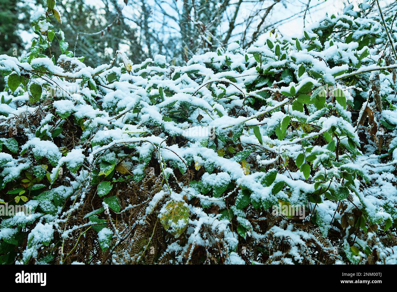 Früher Schnee. Herbstdickichte aus Brombeeren, Clematis und anderen Lianen sind mit Schnee bedeckt, der für den Süden unerwartet ist Stockfoto