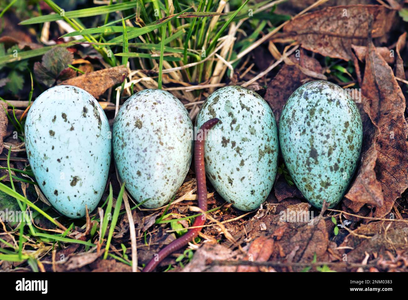 Oologie. Die Eigumentation der Kapuzenkrähe (Corvus cornix) aus dem Landnest. Variegierte Eier werden durch den Gradienten der Variabilität des Musters dargestellt. Ein Erdling Stockfoto