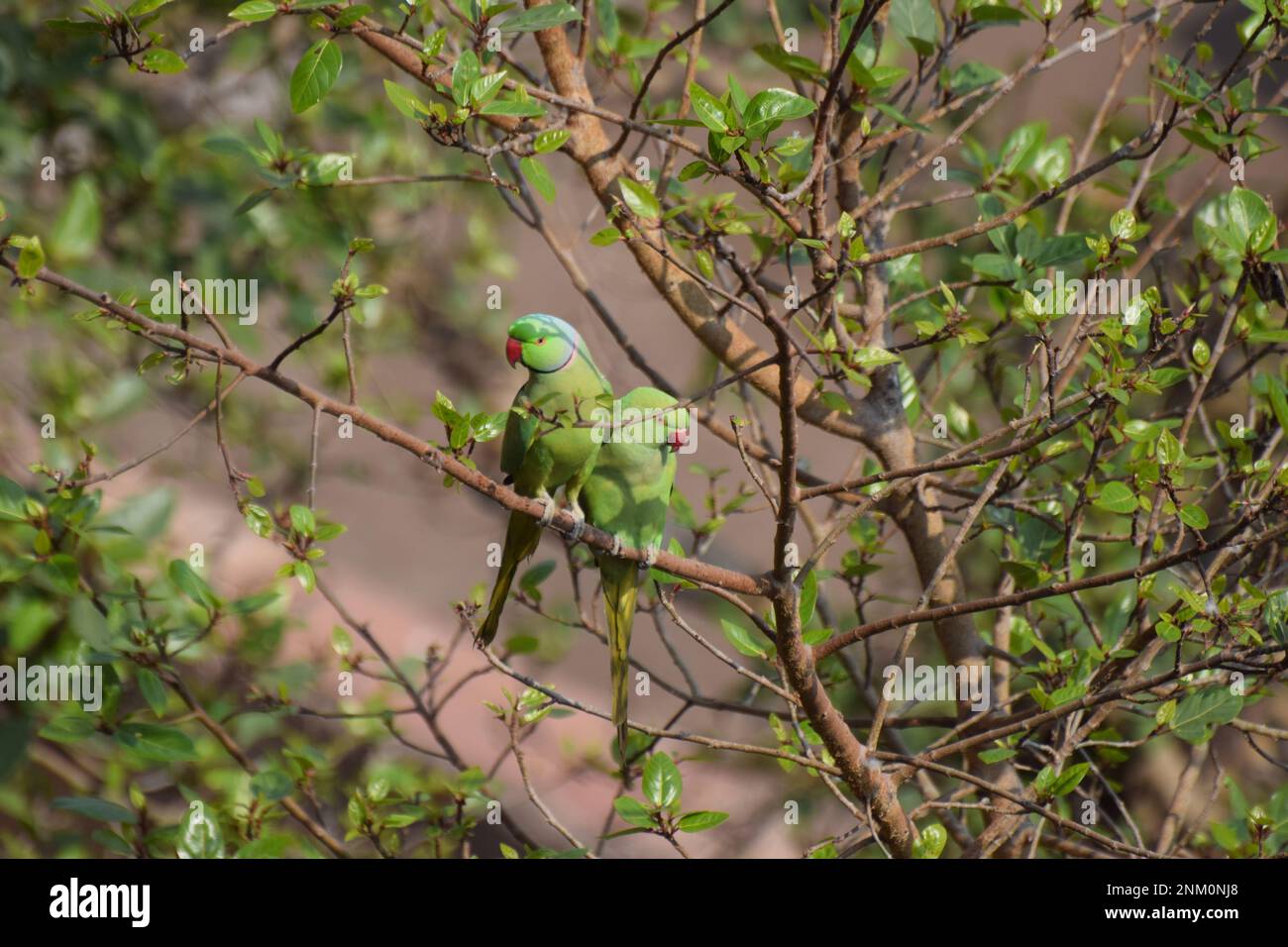 Ein Paar grüne Sittiche, Psittacula krameri, die zusammen auf einem Baum sitzen Stockfoto