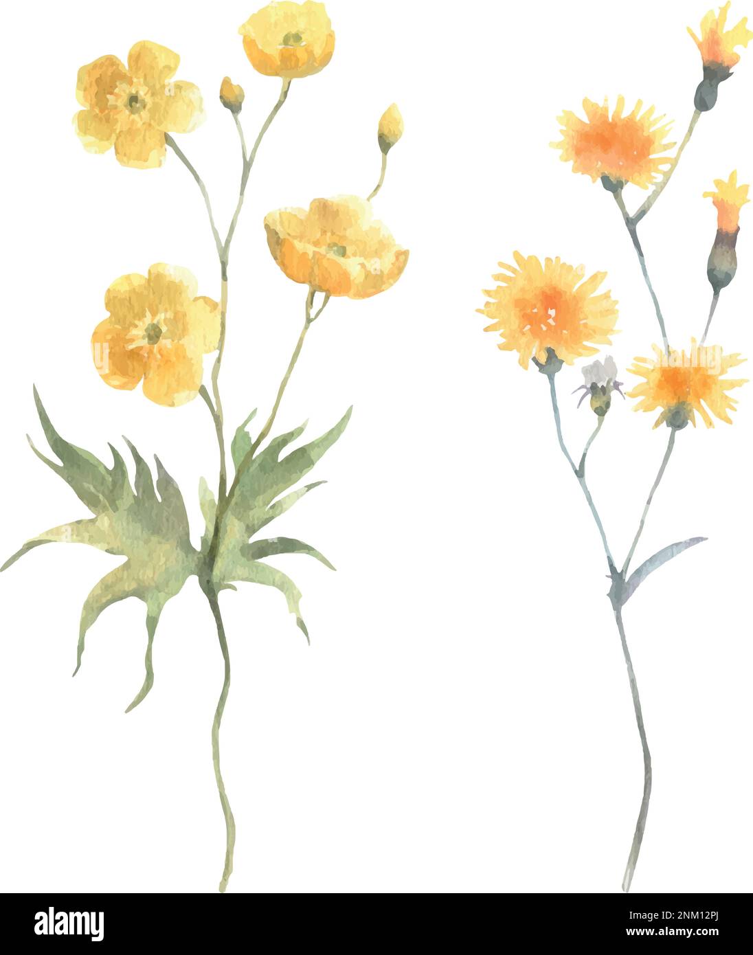 Aquarell Vektor blumig gelb Set Wildblumen, zarte Butterblume isoliert auf weißem Hintergrund. Stock Vektor