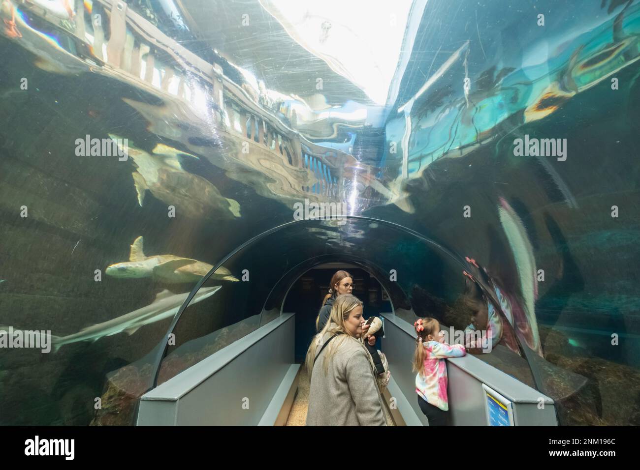 England, Dorset, Bournemouth, Bournemouth Oceanarium, Besucher im Unterwassertunnel Stockfoto