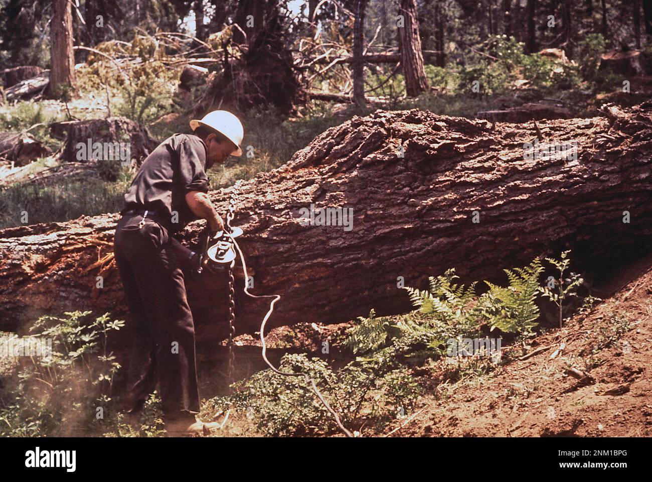 1970er Vereinigte Staaten: William H. Wingo, Forester bei Southern California Edison Company, stellt ein Sperrholz auf. Er stoppt vorübergehend die Holzfällerei, bis der goldene Adler, der dort nistet, sich selbst durchschlagen kann. 1972 Stockfoto