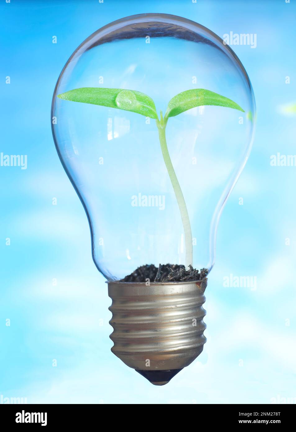 Kleine Pflanze, die in einer Glühbirne wächst. Glühbirne mit Sprossen im Inneren. Konzept für grüne Energie und Umweltschutz. Stockfoto