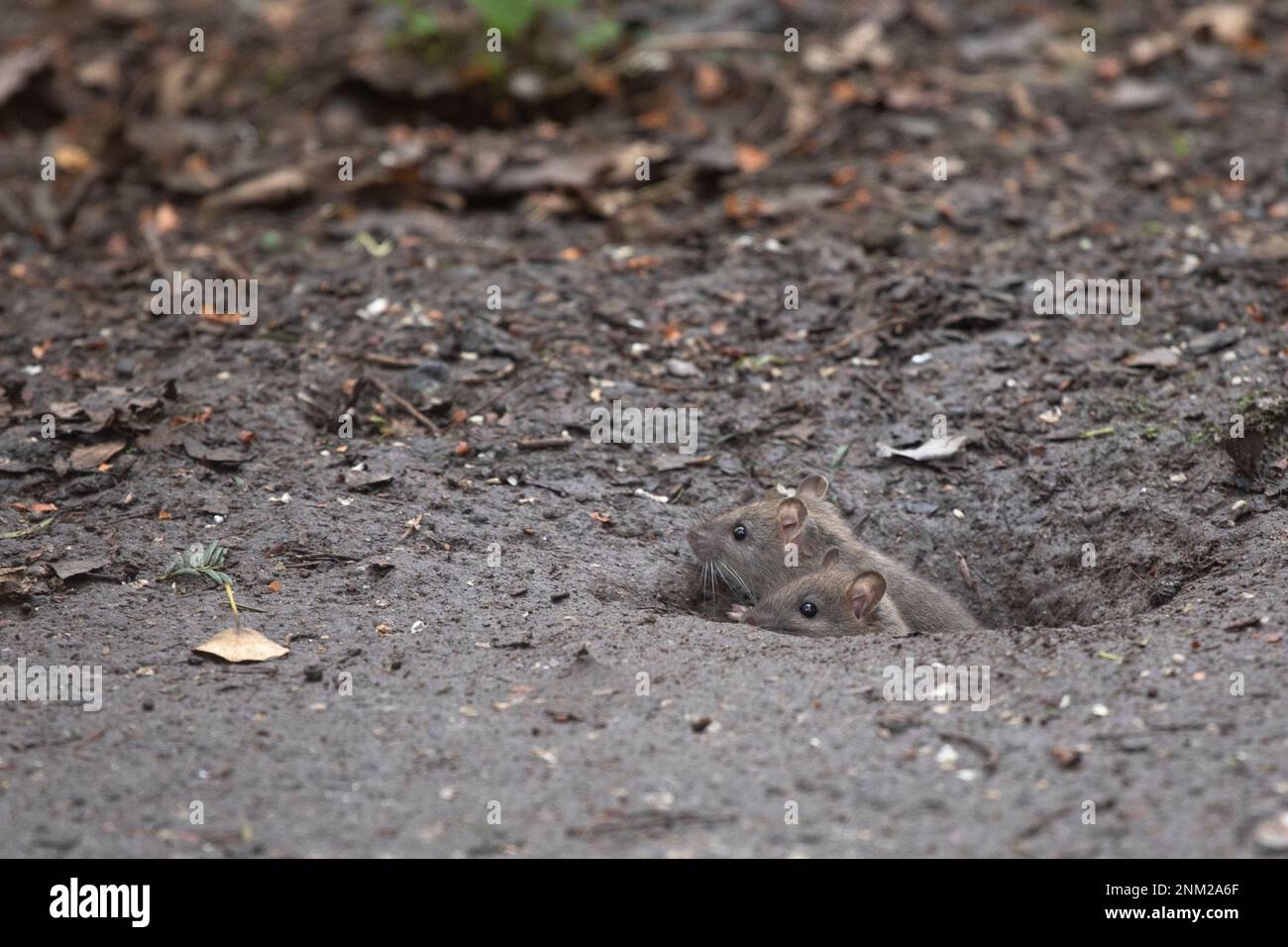 Junge Ratte Stockfoto