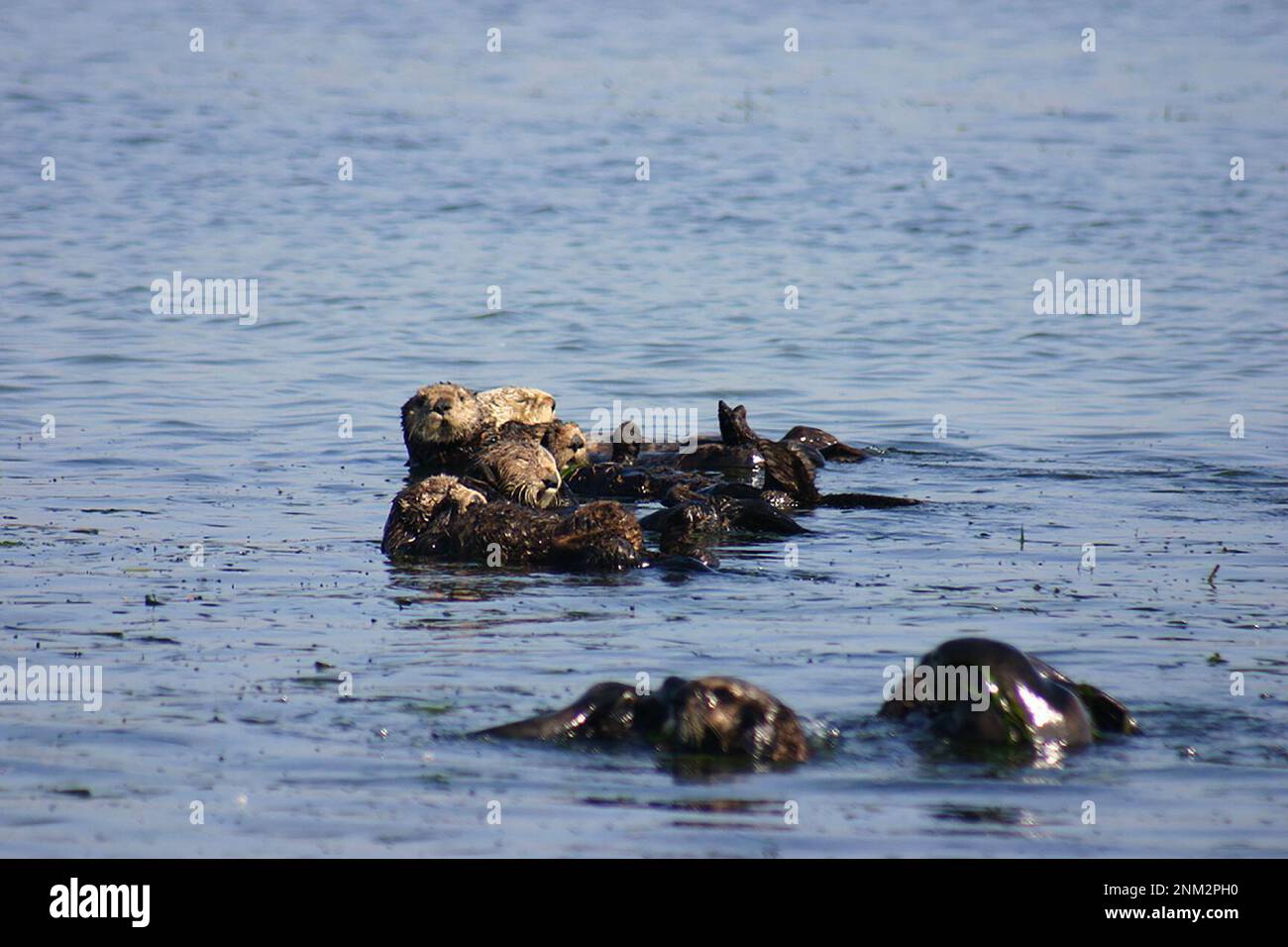 Monterey Bay National Marine Sanctuary, Aalgrass - eine Art Seegras - bietet eine primäre Nahrungsquelle für eine Vielzahl von Meerestieren und Schutz für andere. Hier treiben Otter gemeinsam in Elkhorn Slough, einem Salzmarsch in Monterey Bay, ca. 25. August 2005 Stockfoto