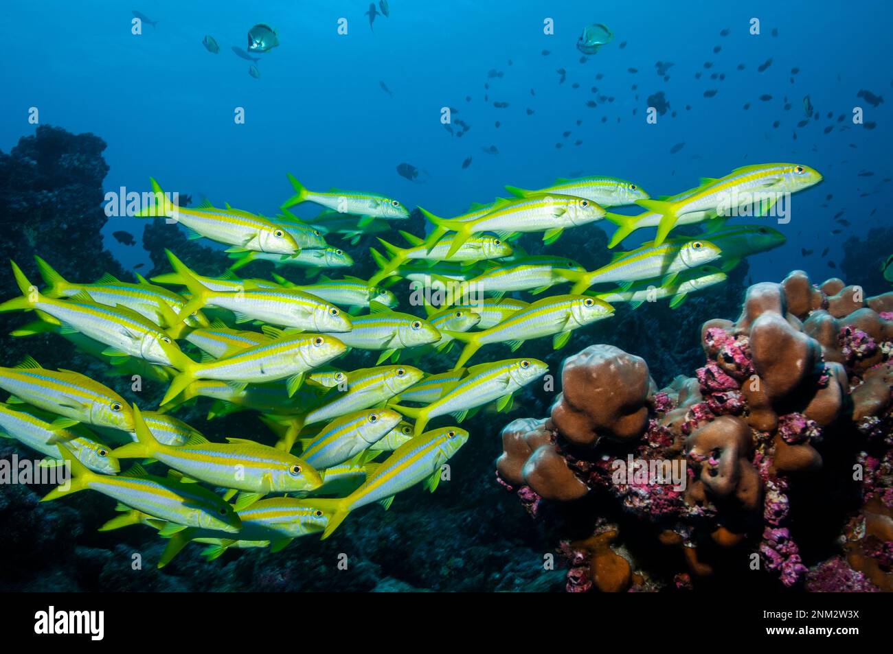 Die Schule der Ziegenfische auf Darwin Island in den Galapagos Stockfoto