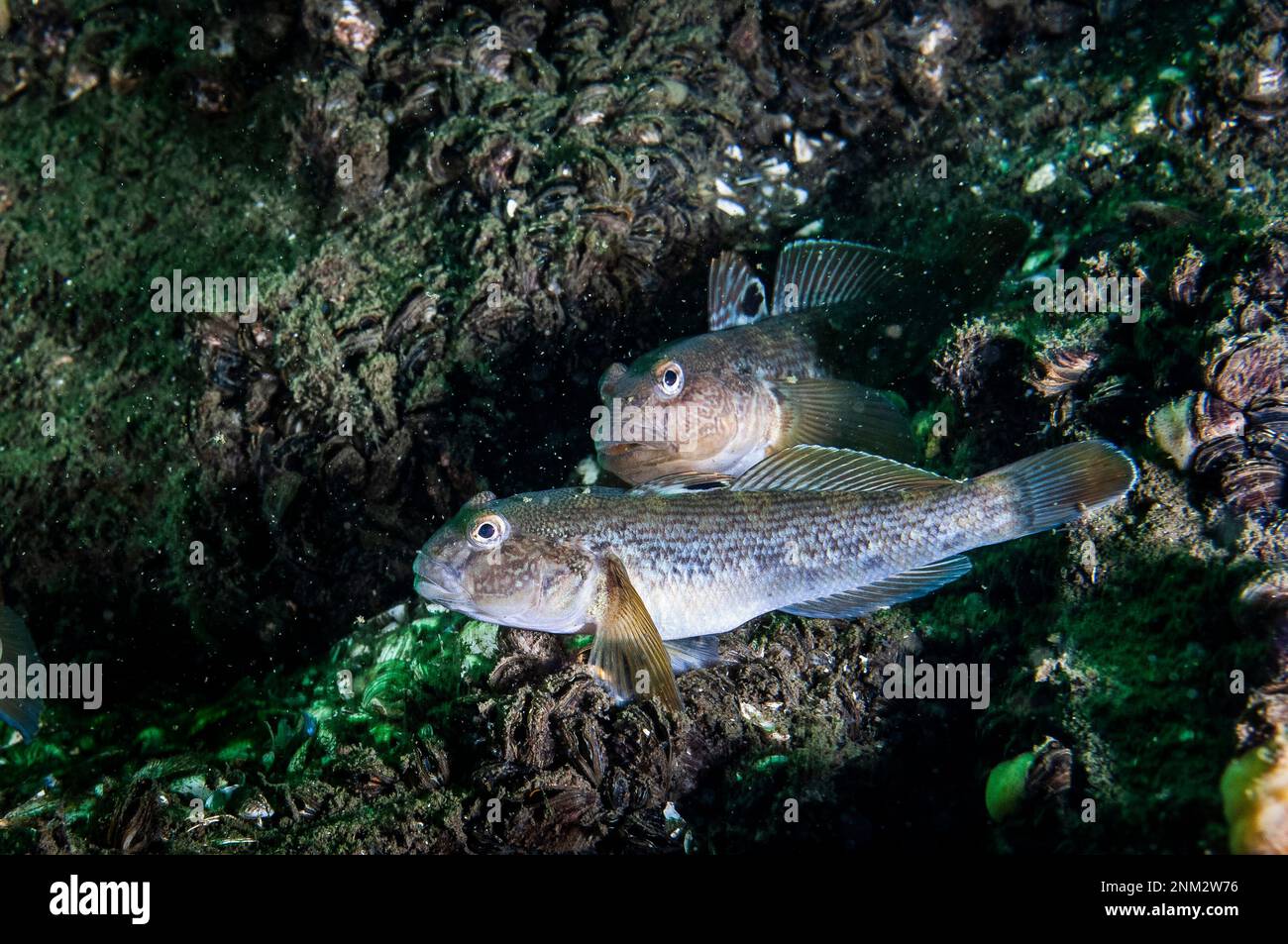 Die Round Goby ist eine invasive Art, die versehentlich in zahlreiche Gebiete, darunter den St. Lawrence River, eingeführt wurde Stockfoto