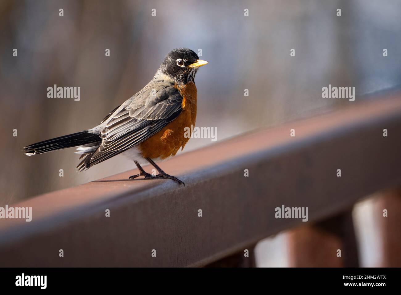 American Robin stand im Winter in einem öffentlichen Park. Stockfoto