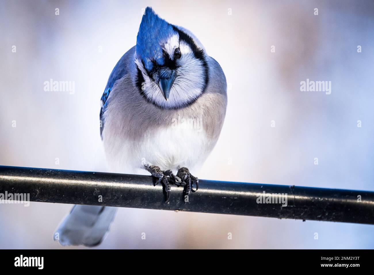 Blue jay stand im Winter in der Nähe einer Vogelzucht. Stockfoto