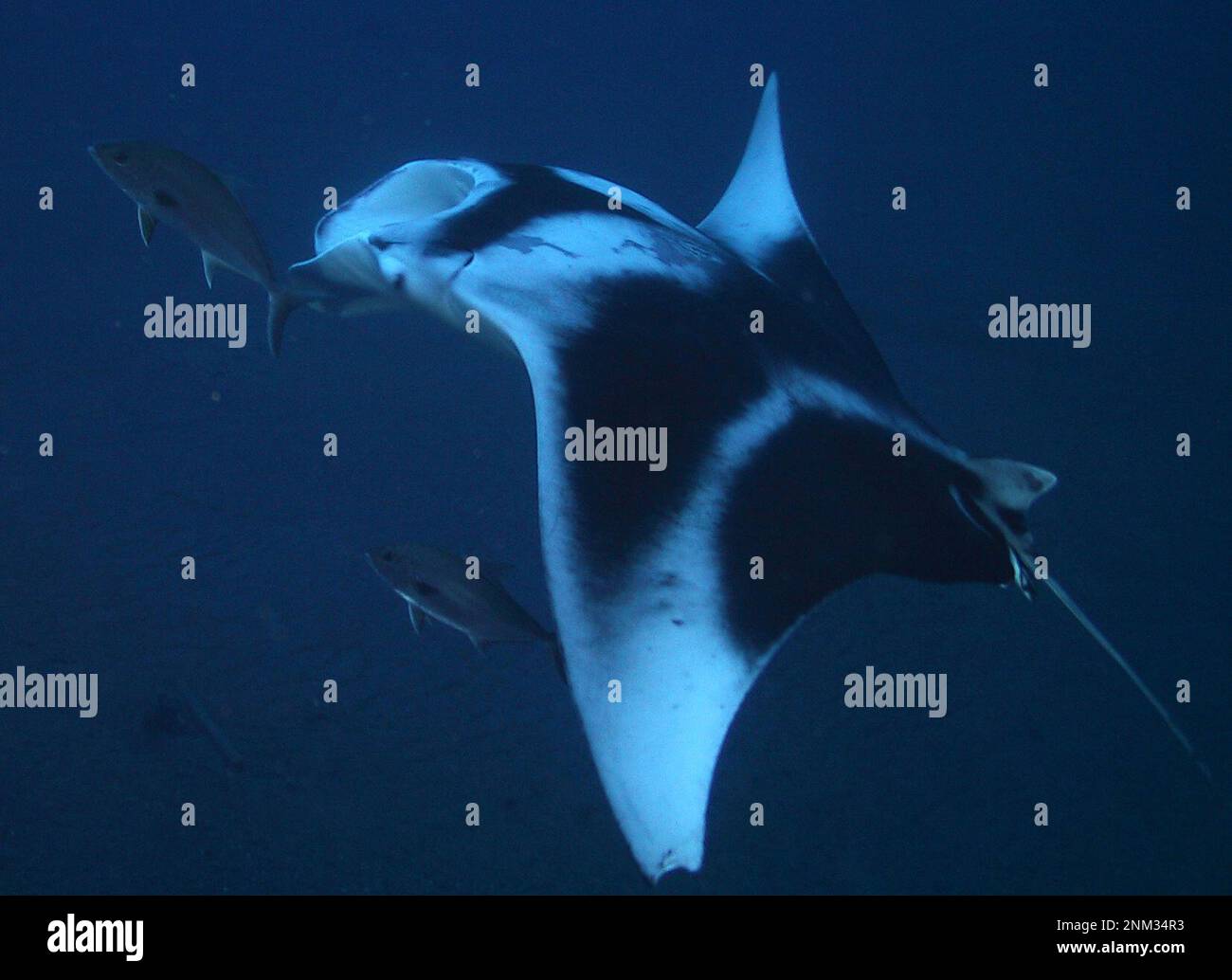 Dieser Mantarochen wurde in der Nähe des Wracks der USS Monitor im Monitor National Marine Sanctuary ca. 26. Juni 2002 Stockfoto