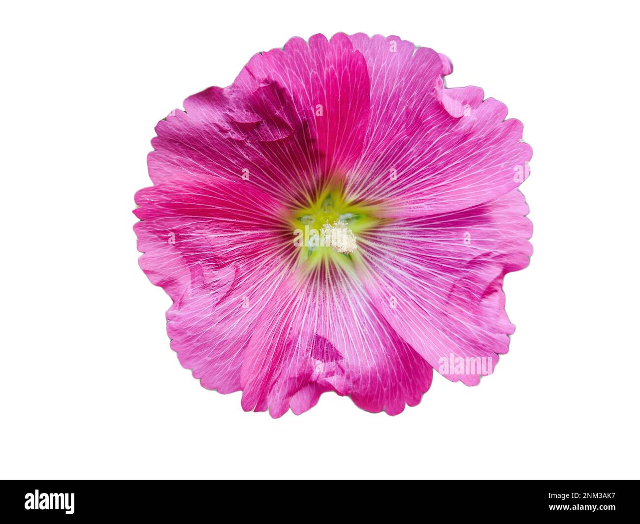 Bristly Hollyhock - Alcea setosa - Blume isoliert auf weiß Stockfoto