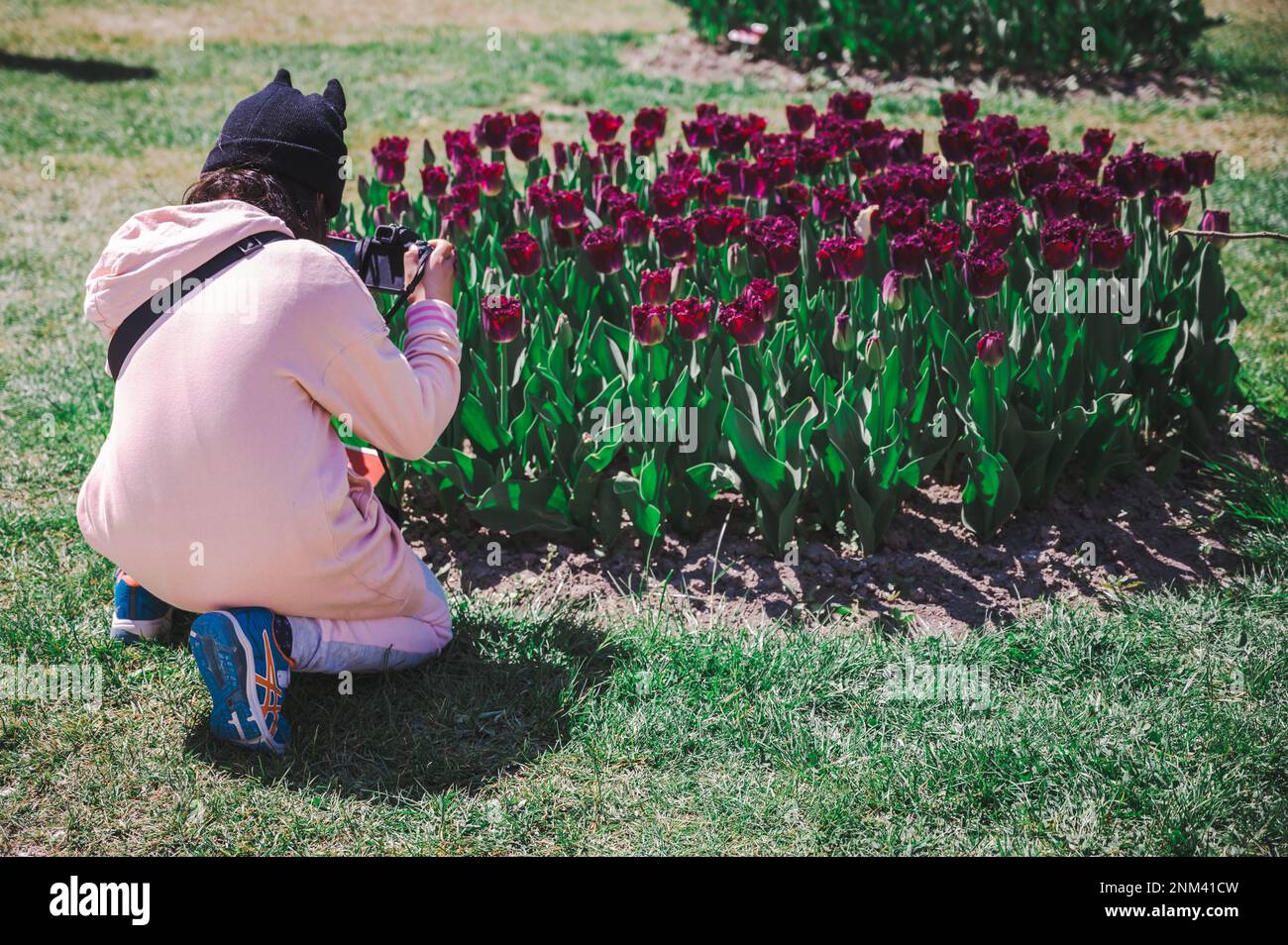 Mädchen mit Kamera. Ein asiatisches Kind, das an sonnigen Tagen Tulpenblüten fotografiert. Tulpengruppe mit grünen Blättern im Frühling. Stockfoto