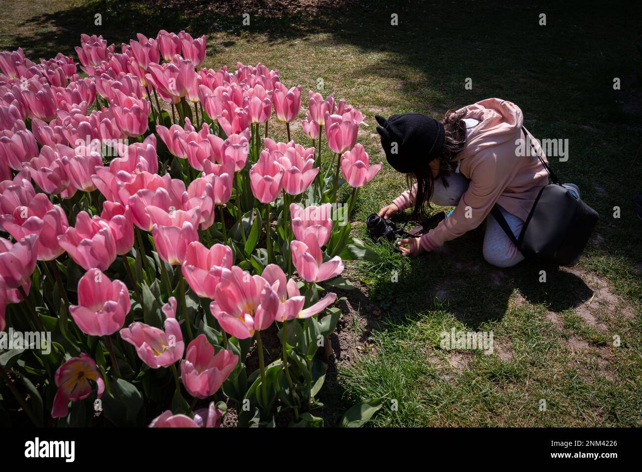 Mädchen mit Kamera. Ein asiatisches Kind, das an sonnigen Tagen Tulpenblüten fotografiert. Eine Gruppe rosa Tulpen, die im Frühling mit grünen Blättern blühen. Stockfoto