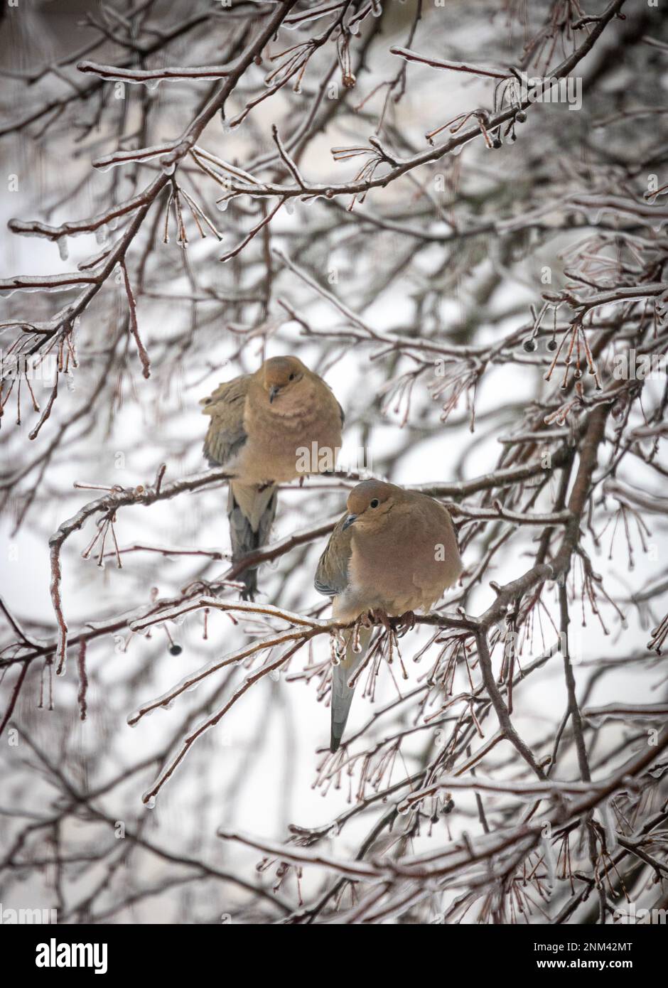 Zwei Tauben in einem eisbedeckten Baum Stockfoto