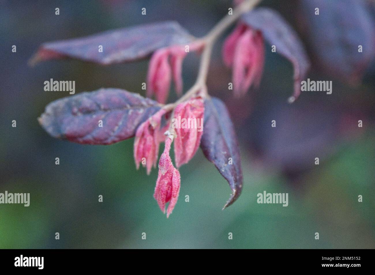 Neues Winterblatt und alte Blätter von Loropetalum chinense var. Rubrum in UK Cottage Garden Dezember Stockfoto