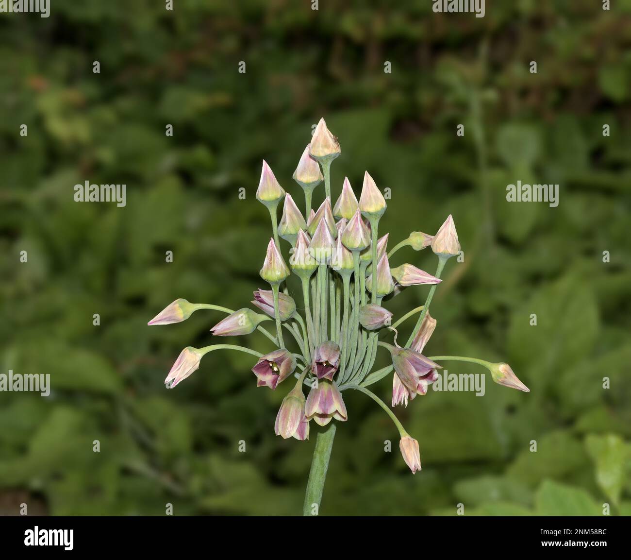 sizilianischer Honigknoblauch (Allium siculum oder Nectaroscordum siculum), Deutschland Stockfoto