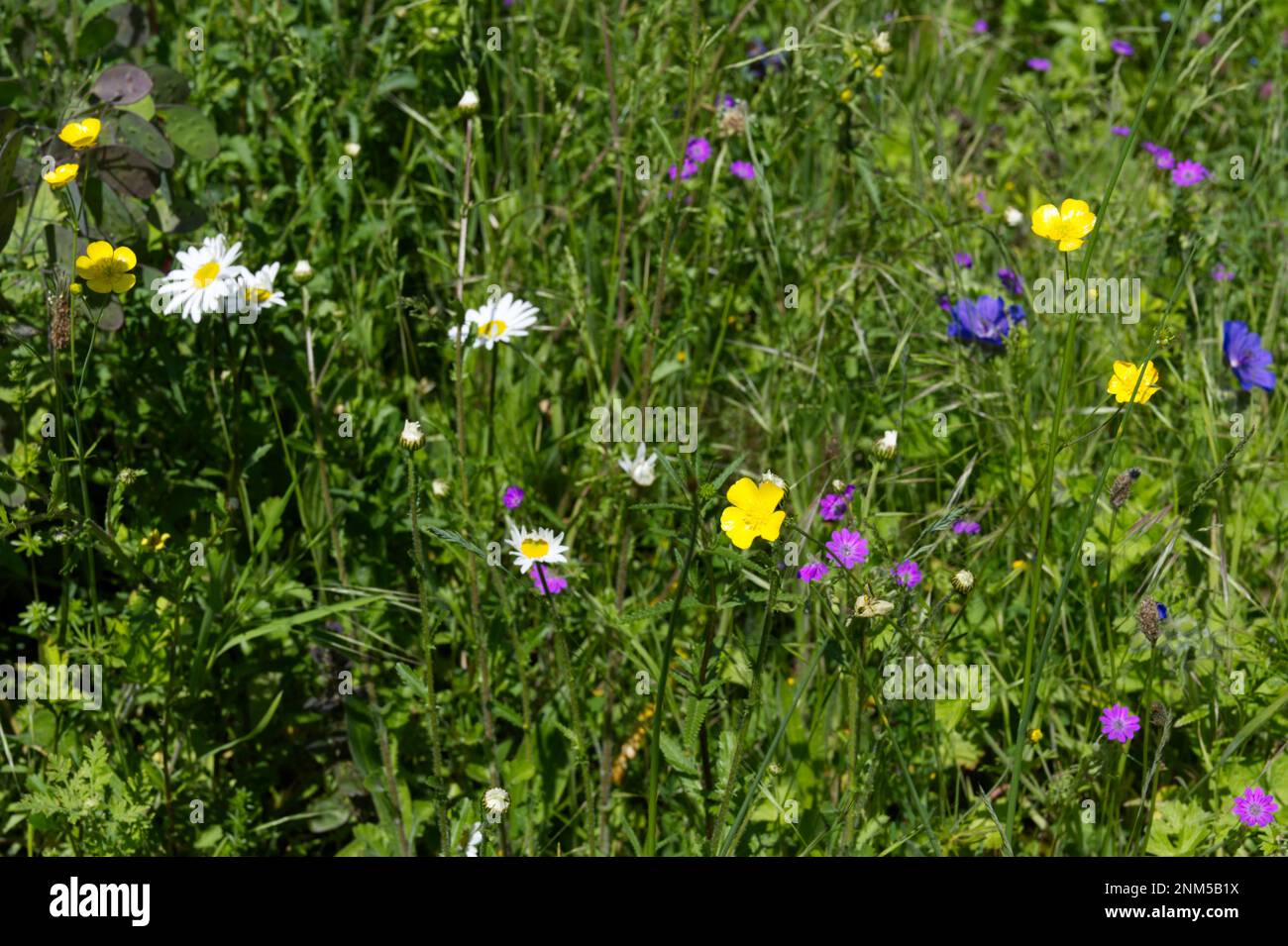 Sommerblumen-Wiese mit Wiese Cranesbill, wilde Geranium, Ochsenaugen-Gänseblümchen / Chrysanthemum-Leucanthemum, Butterblumen, blühende Gräser UK June Stockfoto