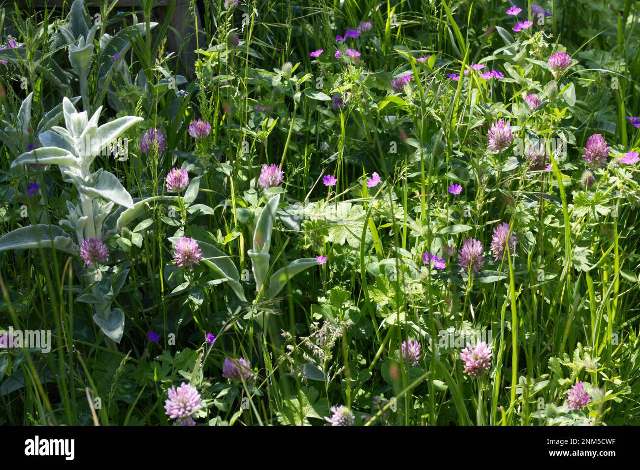 Blühende Sommerwiesen mit Rotklee/Trifolium pratense, wilder Geranie und Lammköpfen/Stachys byzantina UK Juni Stockfoto