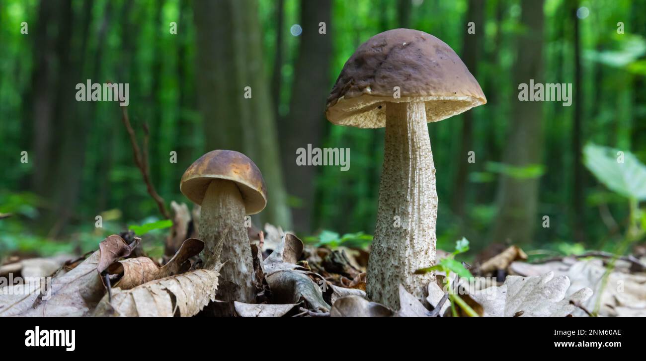 Pilze in der natürlichen Umgebung des Waldes Stockfoto