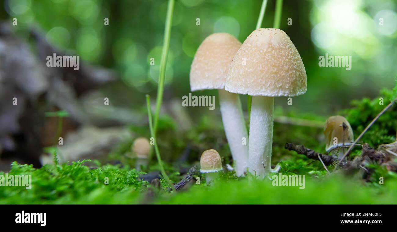 Pilze in der natürlichen Umgebung des Waldes Stockfoto