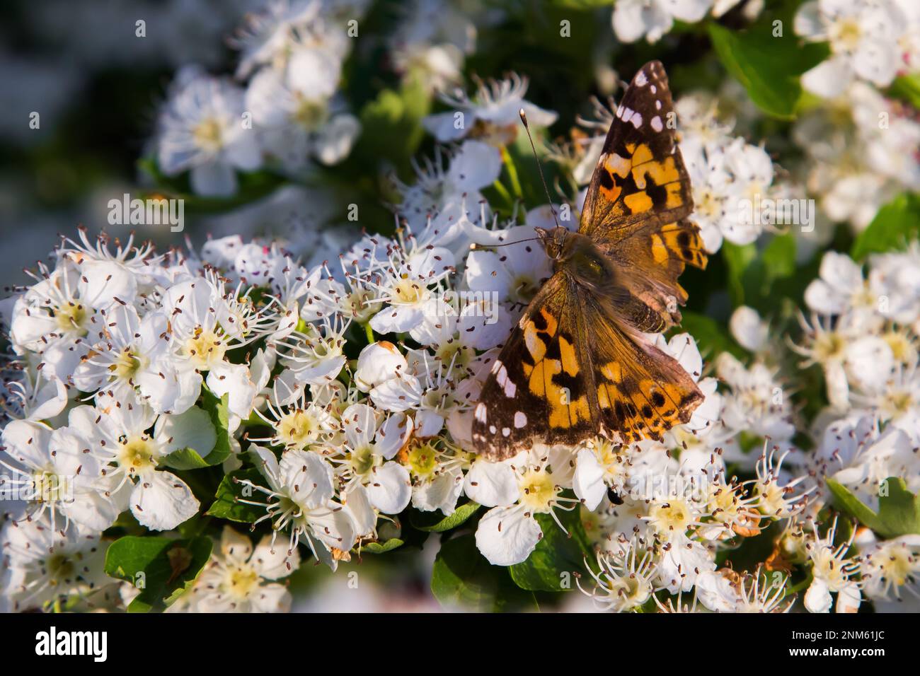 Orangefarbener Schmetterling auf weißen Blumen im Sonnenlicht Stockfoto