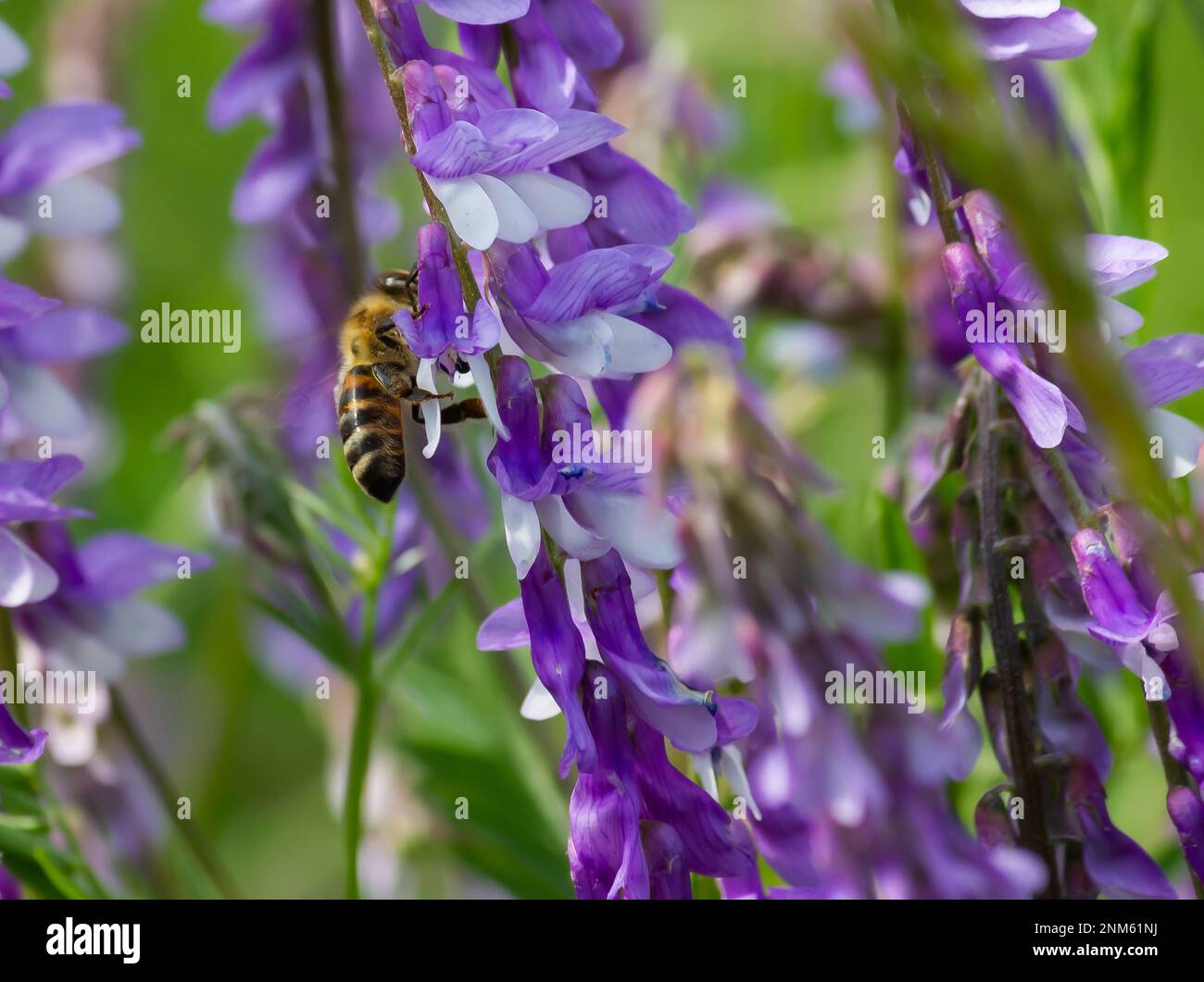 Bienen auf violetten Wildblumen auf einem Feld. Sommersonntag Stockfoto