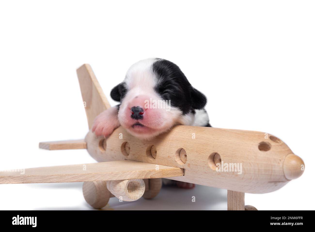 Zehn Tage alte, ausgezeichnete Welpen des walisischen Corgi Pembroke; isoliert auf weißem Hintergrund, Studio Stockfoto